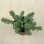 Sedum morganianum 