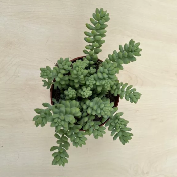 Sedum morganianum Sedum morganianum