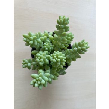 Sedum morganianum 