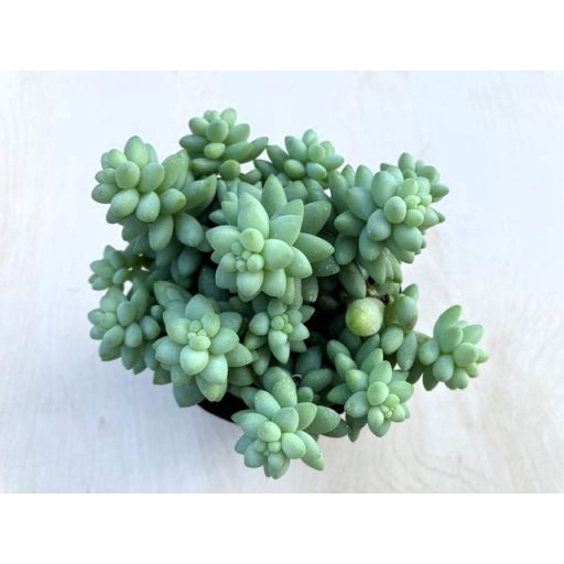 Sedum morganianum 