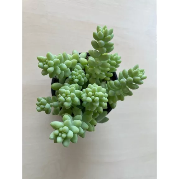 Sedum morganianum Sedum morganianum