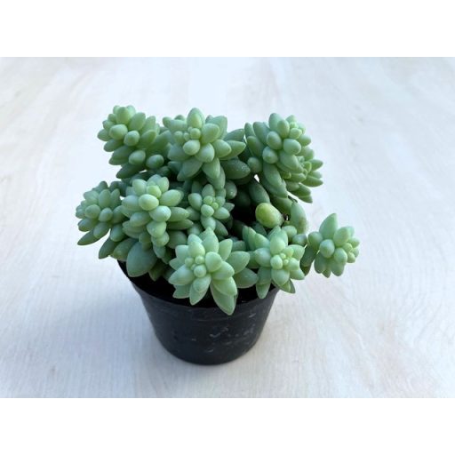 Sedum morganianum 