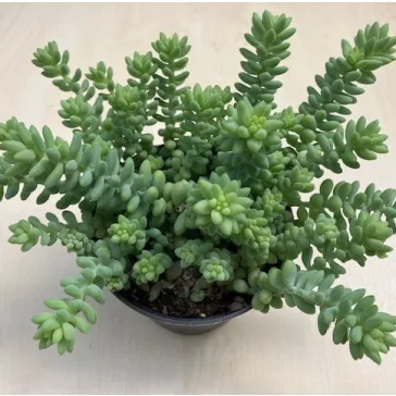 Sedum morganianum 'Burrito'