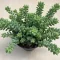 Sedum morganianum 'Burrito'