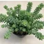 Sedum morganianum 'Burrito'