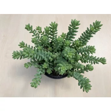 Sedum morganianum 'Burrito'