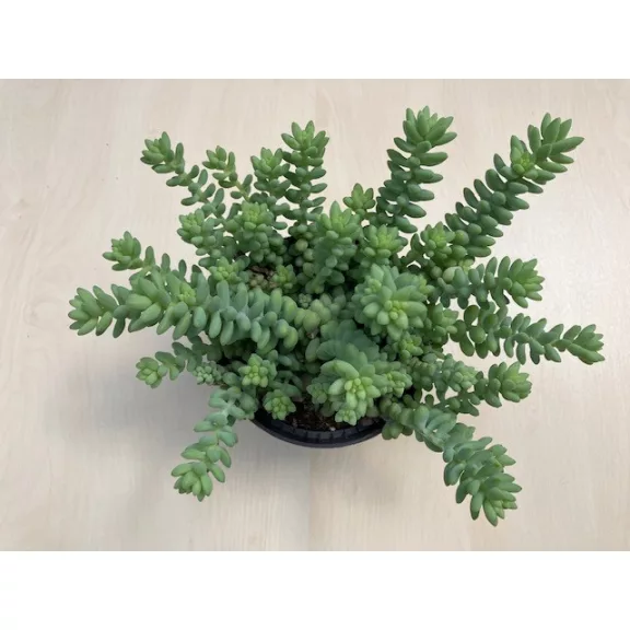 Sedum morganianum 'Burrito'