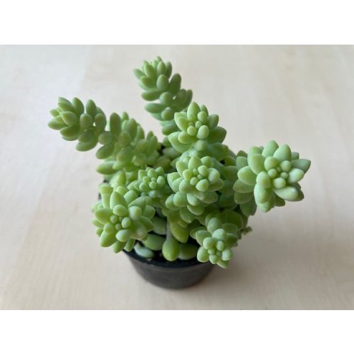 Sedum morganianum 'Burrito'
