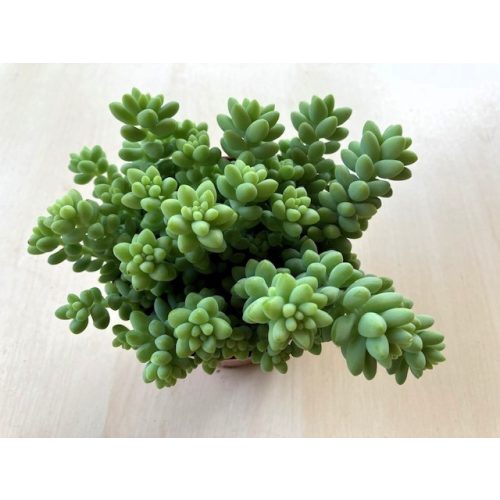 Sedum morganianum 
