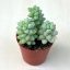 Sedum morganianum 'Burrito' - 3 hajtás