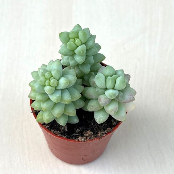 Sedum morganianum 'Burrito' - 3 hajtás