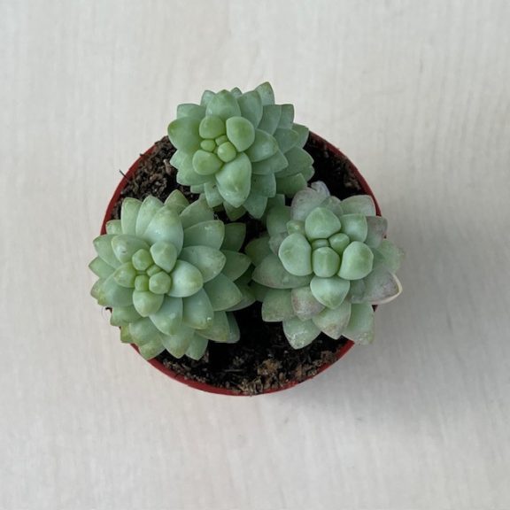 Sedum morganianum 'Burrito' - 3 hajtás