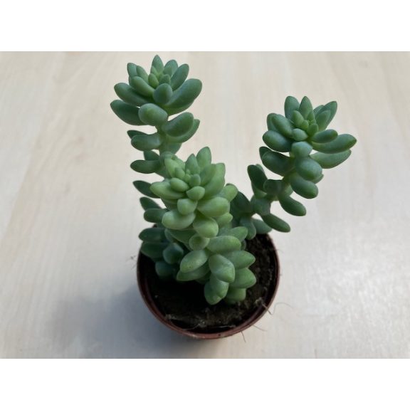 Sedum morganianum 'Burrito' - 3 hajtás