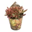 Sedum nussbaumerianum