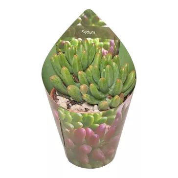 Sedum pachyphyllum