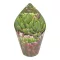 Sedum pachyphyllum
