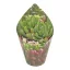 Sedum pachyphyllum