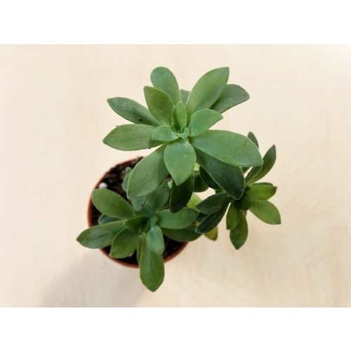 Sedum palmeri