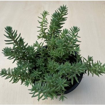 Sedum reflexum 'Blue Eyes'