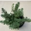 Sedum reflexum 'Blue Eyes'