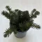 Sedum reflexum 'Blue Eyes'