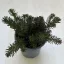 Sedum reflexum 'Blue Eyes'