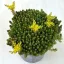 Sedum sexangulare