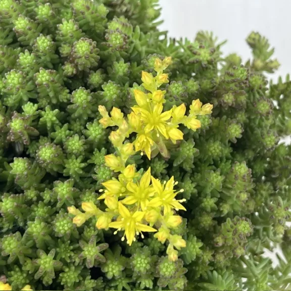 Sedum sexangulare Sedum sexangulare