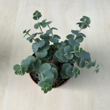 Sedum sieboldii 