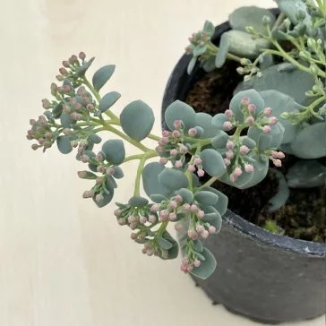 Sedum sieboldii 