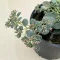 Sedum sieboldii 
