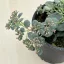 Sedum sieboldii 