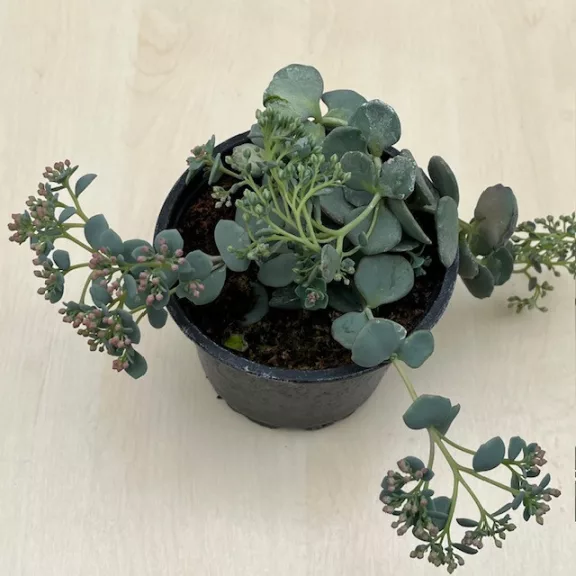 Sedum sieboldii 