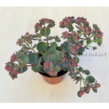 Sedum sieboldii 