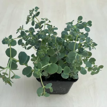 Sedum sieboldii 