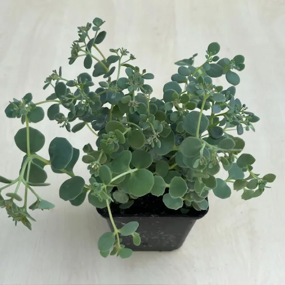 Sedum sieboldii 