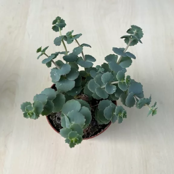 Sedum sieboldii 