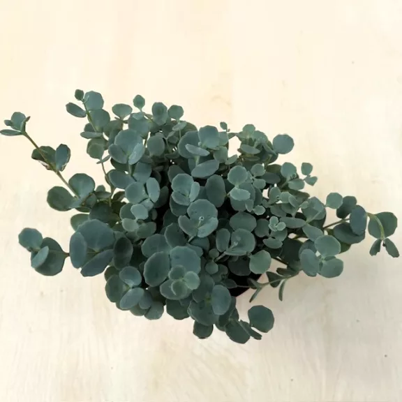 Sedum sieboldii 