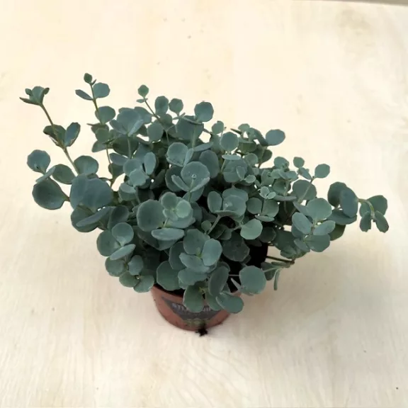 Sedum sieboldii 