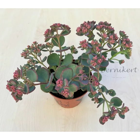 Sedum sieboldii 
