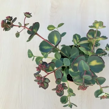 Sedum sieboldii Mediovariegatum