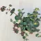 Sedum sieboldii Mediovariegatum
