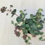 Sedum sieboldii Mediovariegatum