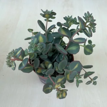 Sedum sieboldii Mediovariegatum