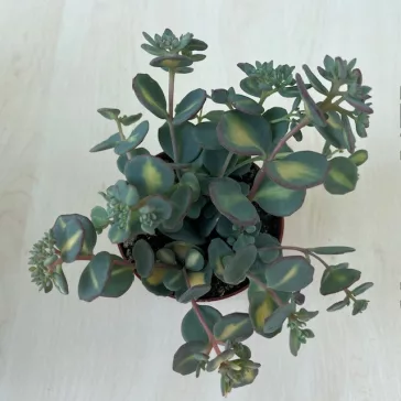 Sedum sieboldii Mediovariegatum
