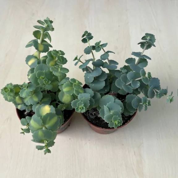 Sedum sieboldii Mediovariegatum