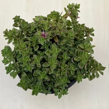 Sedum spurium