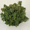 Sedum spurium