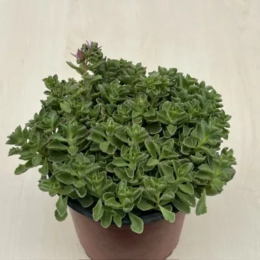 Sedum spurium