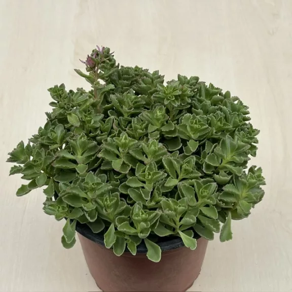 Sedum spurium